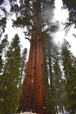 Sequoia 2