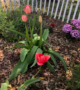 garden 2